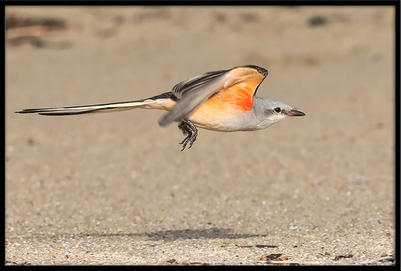 Scissor-tail Flycatcher