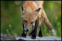 Red Fox