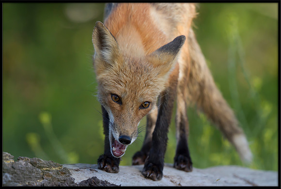 Red Fox