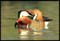 Mandarin Duck