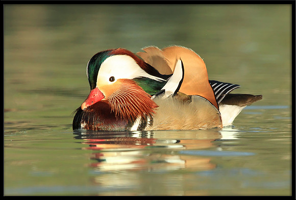 Mandarin Duck