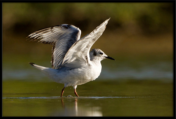 Bonaparte's Gull (juvi)