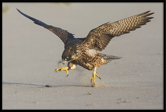 Peregrine Falcon chick