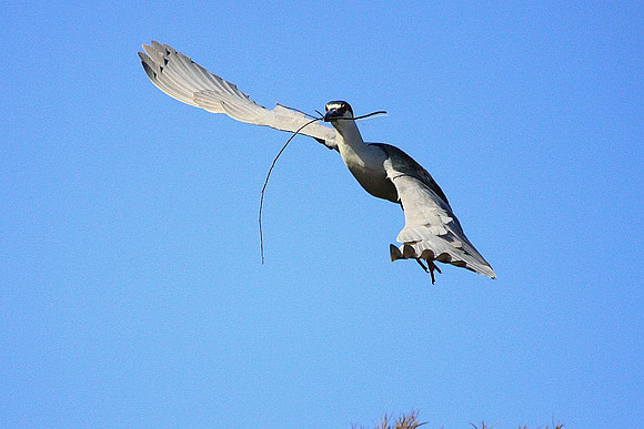 Black-crowned Night Heron with nesting material