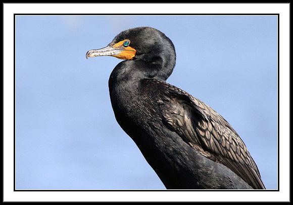 Cormorant