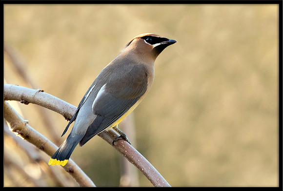 Cedar Waxwing