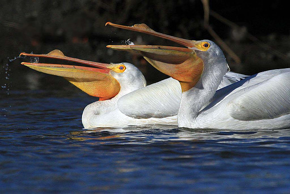 Pelican Duo