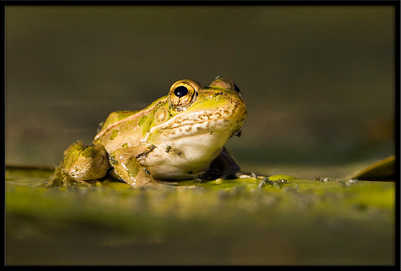 Rio Grande Leopard Frog