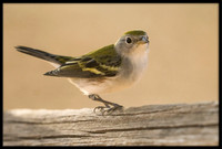 Chestnut-sided Warbler