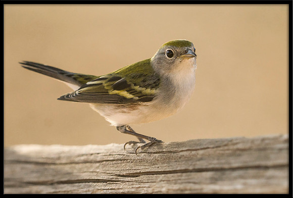Chestnut-sided Warbler