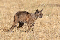 Bobcat