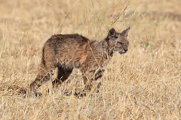 Bobcat