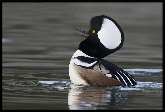 Hooded Merganser