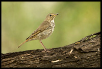 Hermit Thrush