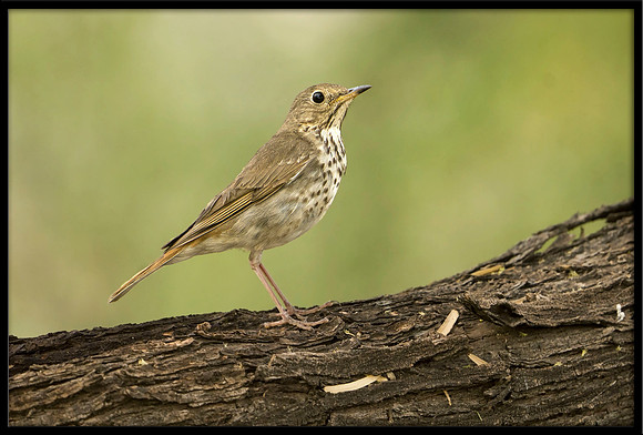 Hermit Thrush
