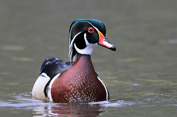 Wood Duck