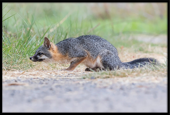 Grey Fox