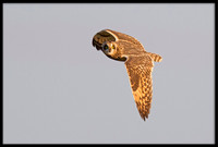 Short-eared Owl