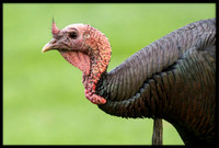 Turkey