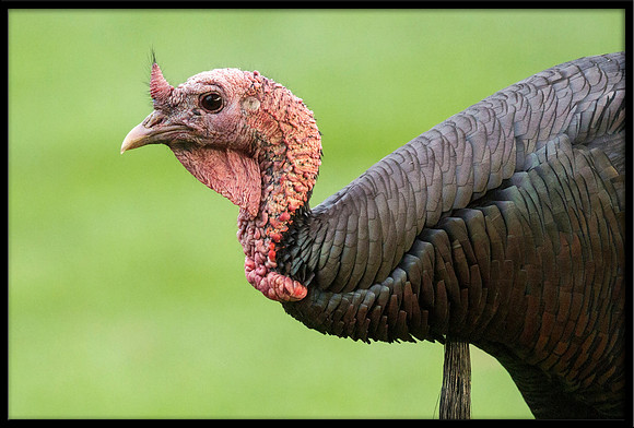 Turkey