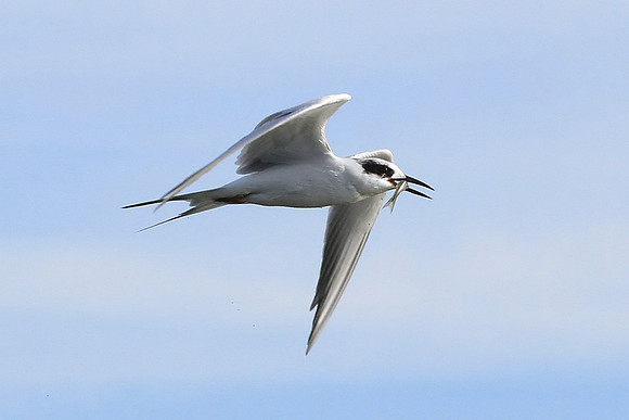 Tern with fish