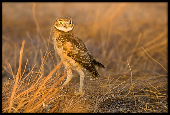 Burrowing Owlet