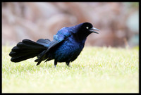 Great-tailed Grackles