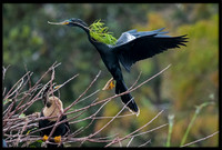 Anhinga returning to nest