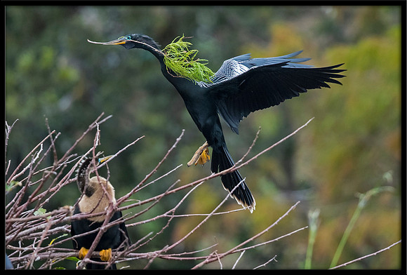Anhinga returning to nest