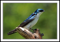 Tree Swallow