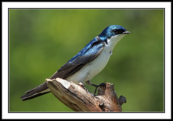 Tree Swallow
