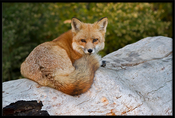 Red Fox