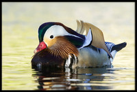 Mandarin Duck