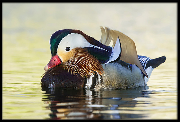 Mandarin Duck