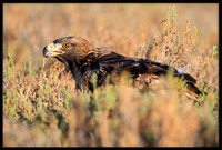 Golden Eagle