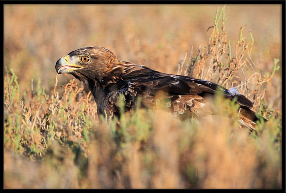 Golden Eagle