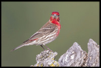 House Finch