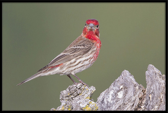 House Finch