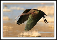 White-faced Ibis