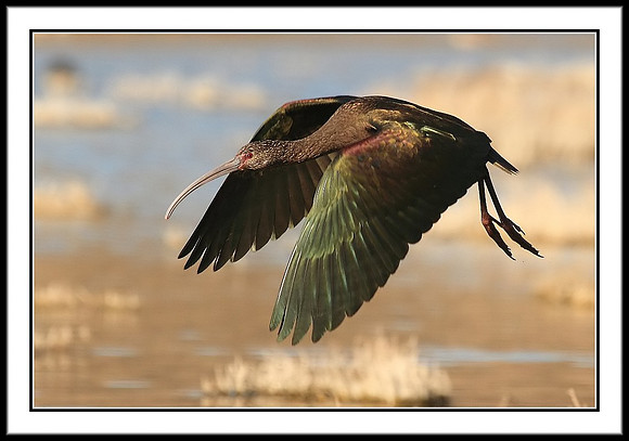 White-faced Ibis