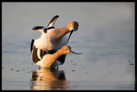 Avocets mating