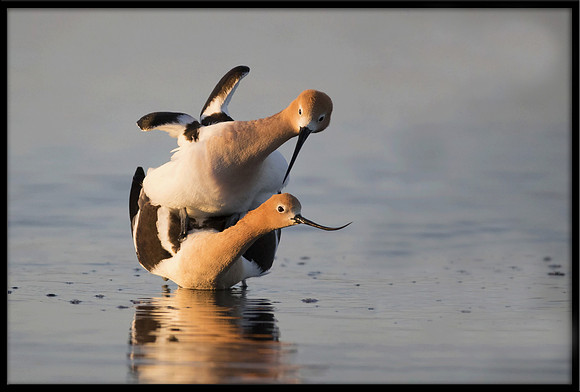 Avocets mating