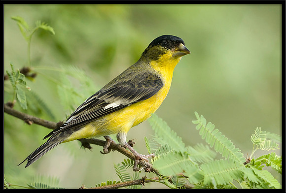 Lesser Goldfinch