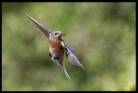 Western Bluebird with food for young