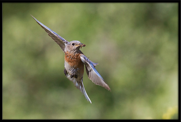 Western Bluebird with food for young