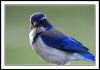 Scrub Jay