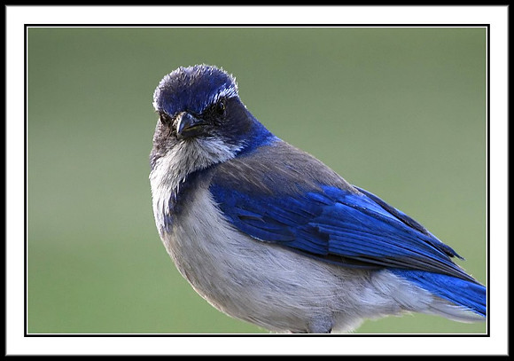 Scrub Jay