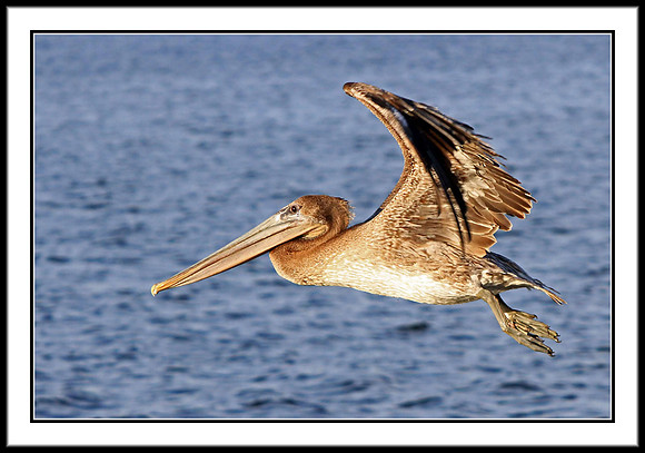 Brown Pelican