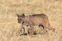 Bobcat
