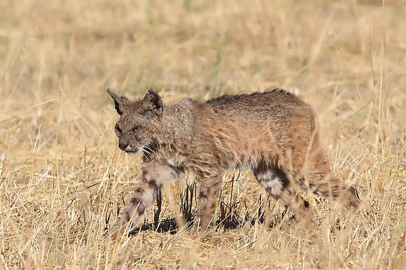 Bobcat